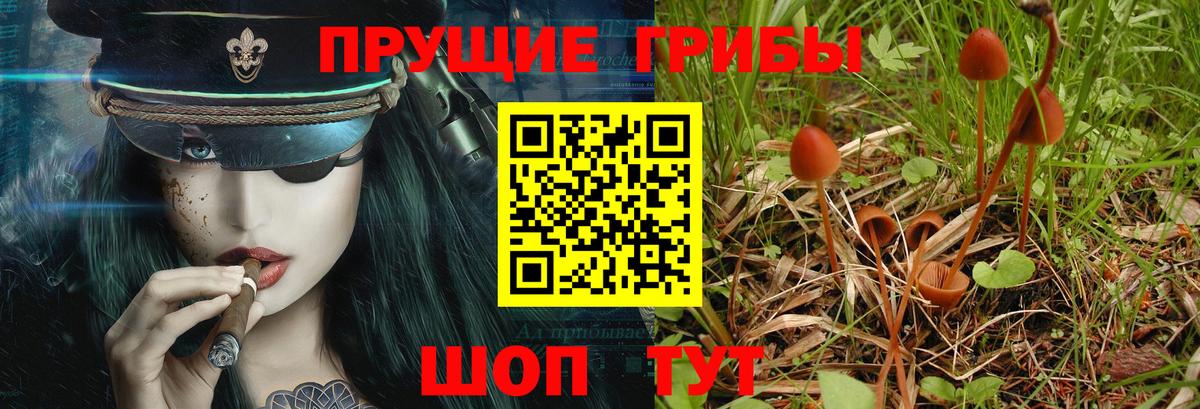 Дивногорск  Псилоцибиновые грибы MAGIC MUSHROOMS  Вход с VPN 